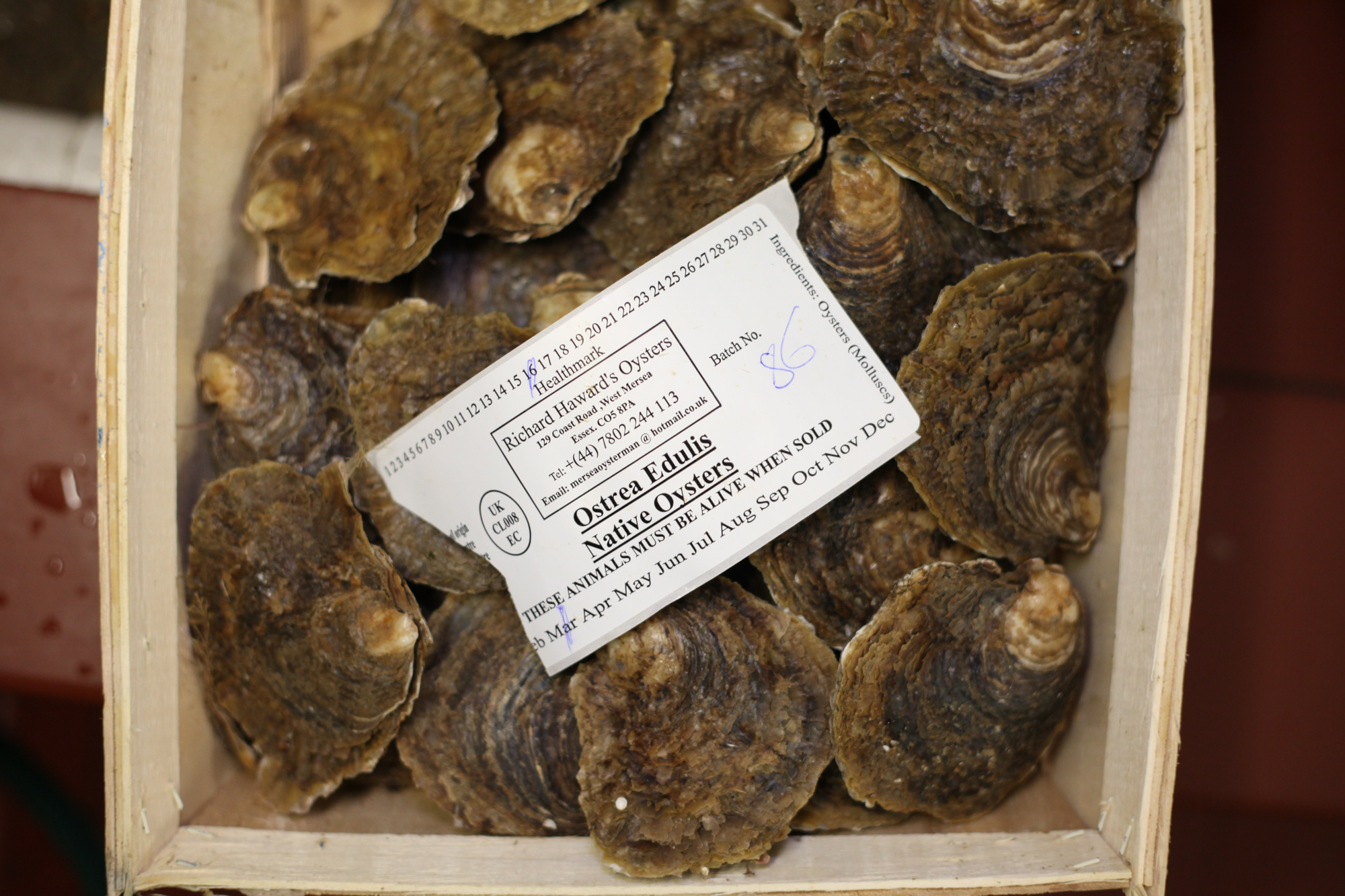 Hayward oysters
