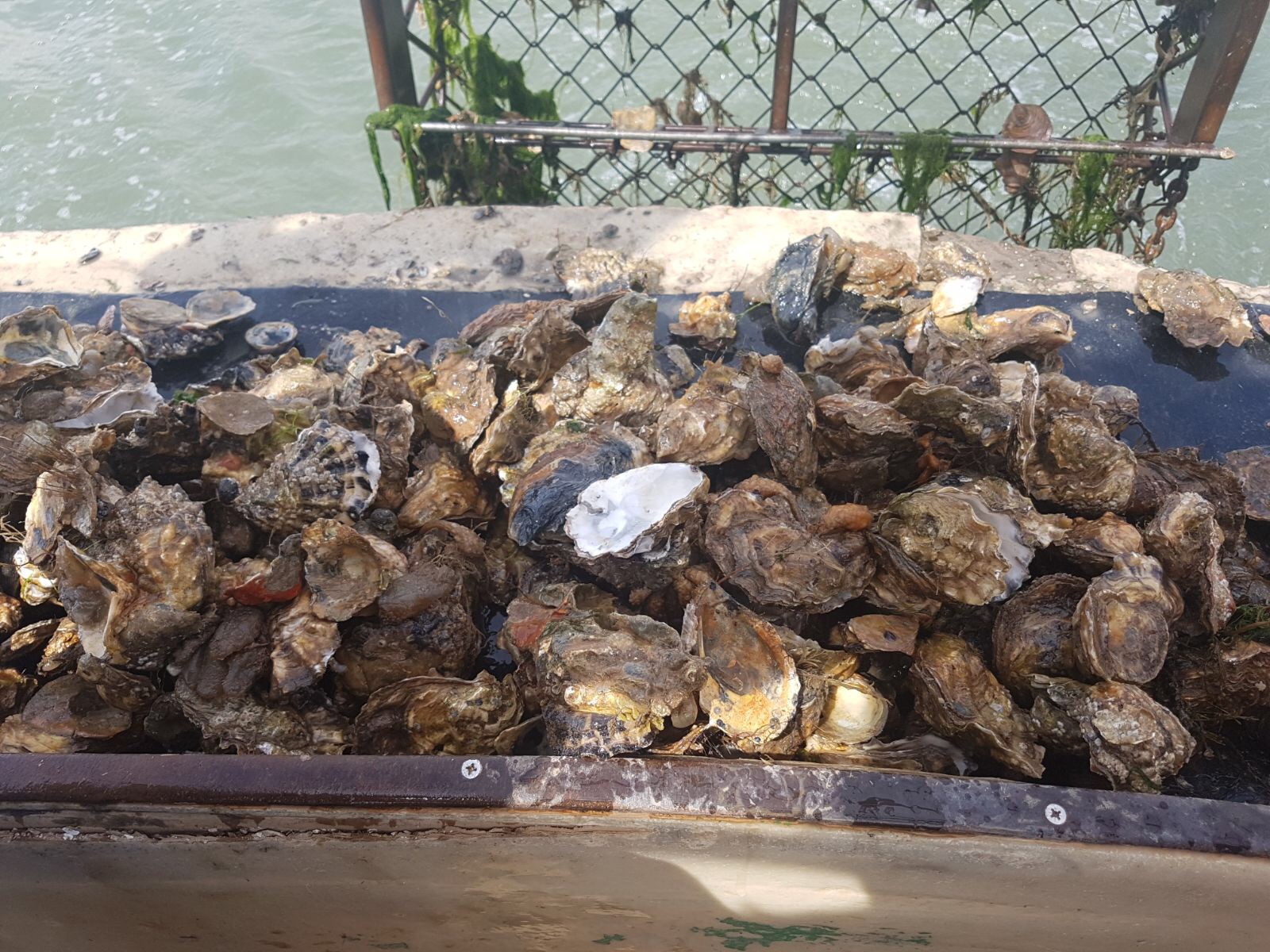 oyster blog 3